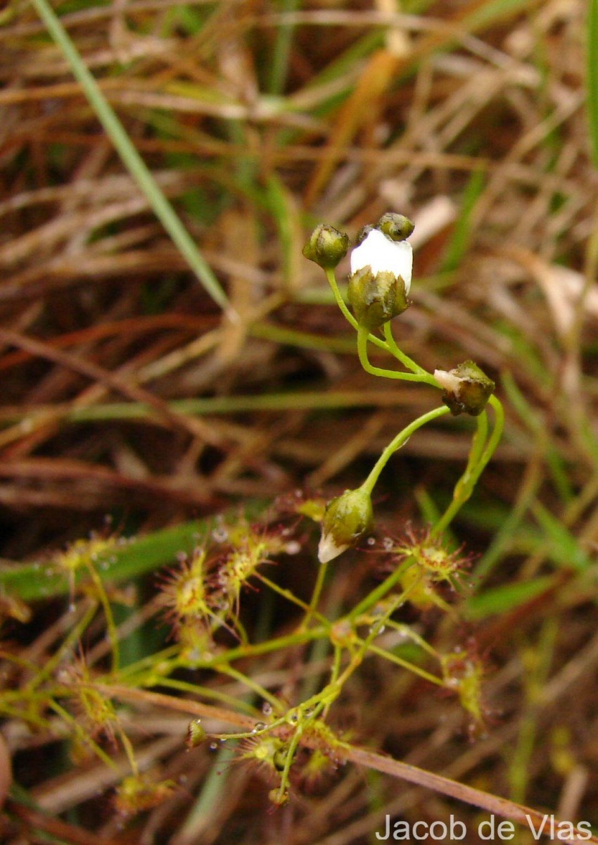 Drosera lunata Buch.-Ham. ex DC.